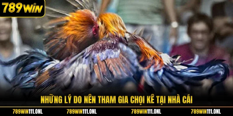 Những lý do nên tham gia chọi kê tại nhà cái